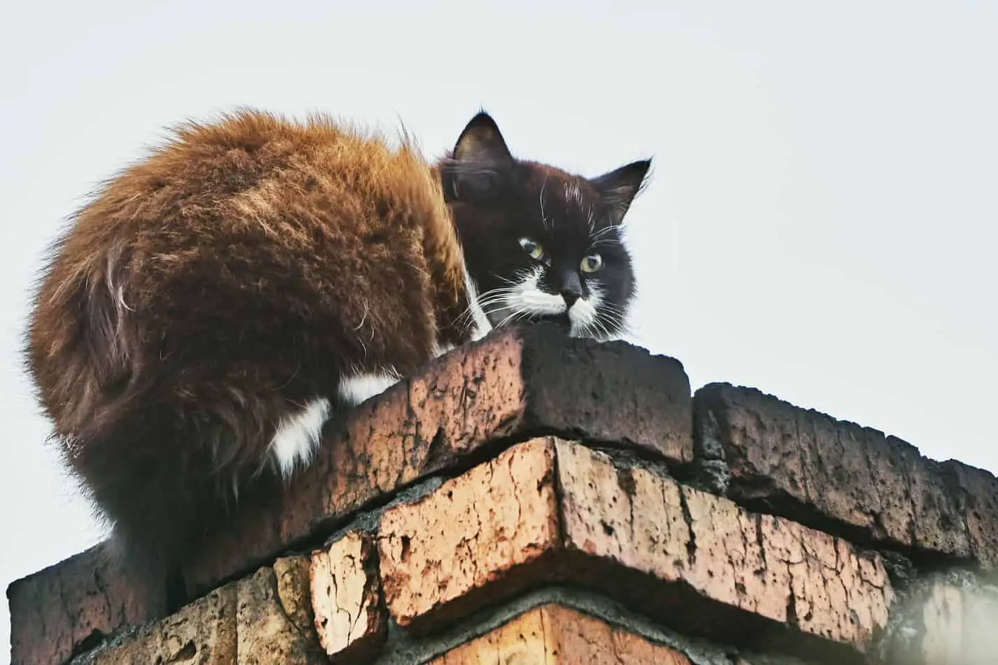 Может ли кошка залезть в дымоход?