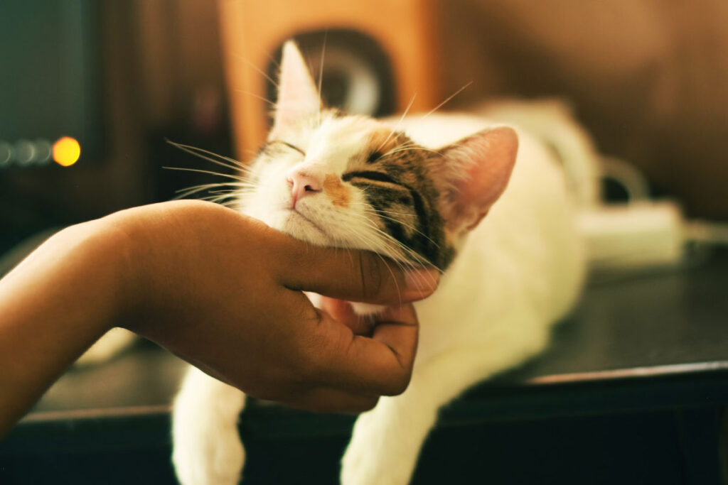 лежащий кот, дающий молоко